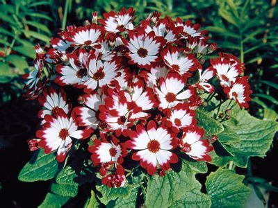 Cineraria | Indoor Plant, Flowering Plant, Perennial | Britannica