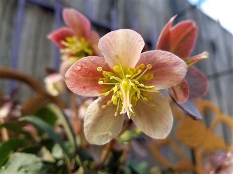 Helleborus: A Fantastic Winter Plant