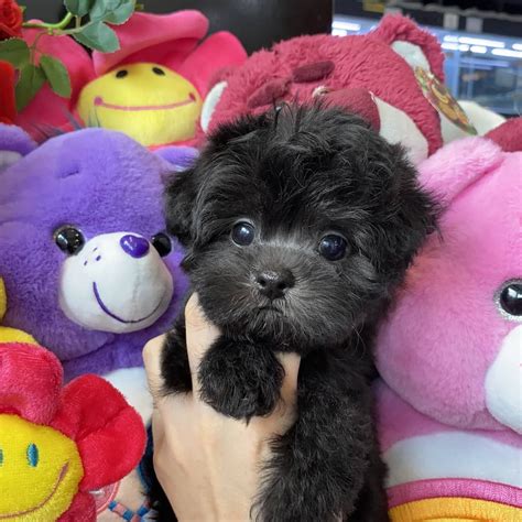 Tiny Toy Poodle Puppies For Sale - nolyutesa