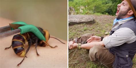 Wondering what a 'murder hornet' sting feels like? Coyote Peterson will ...