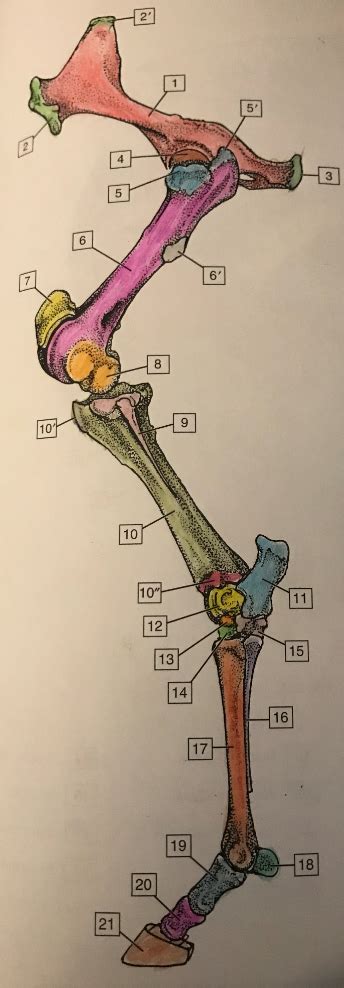 Equine Hind Limb Skeleton Diagram Quizlet