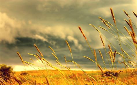 HD Wallpaper Brown Wheat Field Grass Sky Plants Clouds Growth