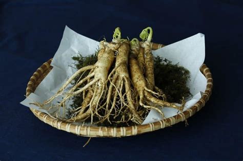 Ginseng Plant Best Varieties Growing Guide Care And Harvest