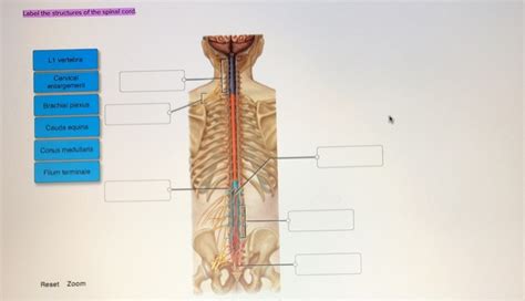 Anatomy And Physiology Archive February 05 2018 Chegg