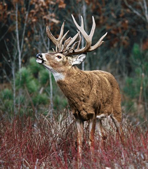 Tips And Tactics How To Hunt Whitetail Deer