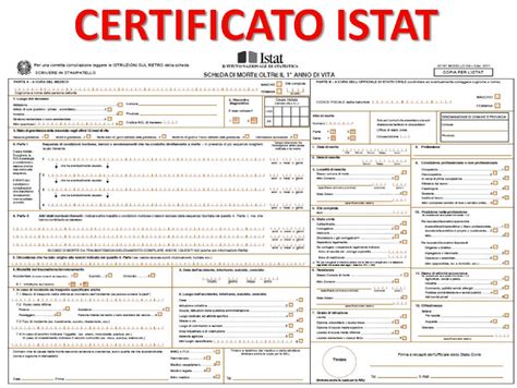 Istat 2024 Ardyce Jerrie