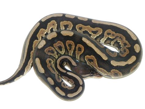 Cinnamon Ball Python Morph - A Complete Guide - Reptile Range