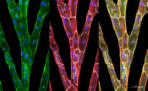 New tool for assessing heart muscle cells helps unlock their potential