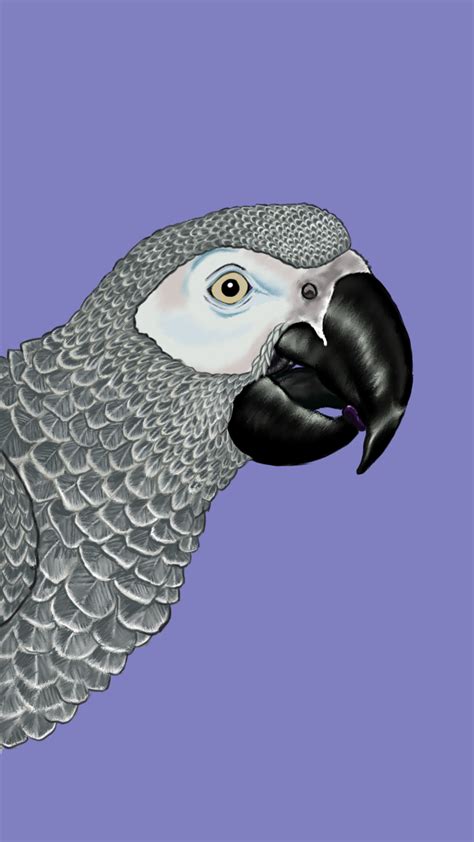 African Grey Parrot :: Behance