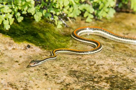 Red-striped Ribbon Snake (Thamnophis proximus rubrilineatus)