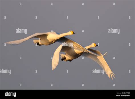 Singschwan Cygnus Cygnus Rastvogel Schwan Singschwan Tier Voegel