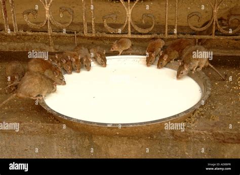 Saucer Temple Hi Res Stock Photography And Images Alamy