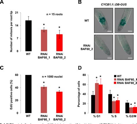 Figure 1 From A SWI SNF Chromatin Remodelling Protein Controls