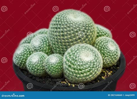 Cactus, desert plants. stock photo. Image of plants - 282164668