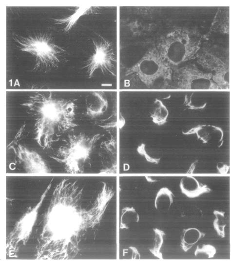 Structure of corneal epithelium | Semantic Scholar