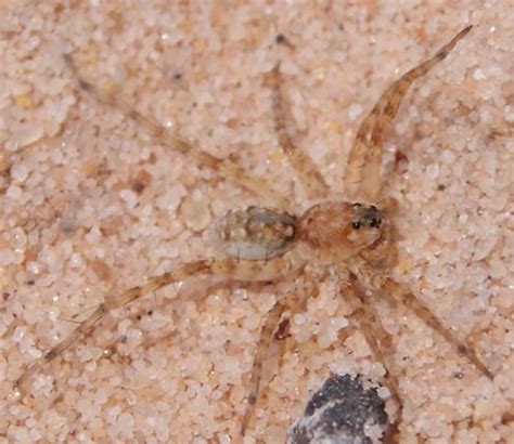 Wolf Spider On The Beach Arctosa Littoralis Bugguide Net