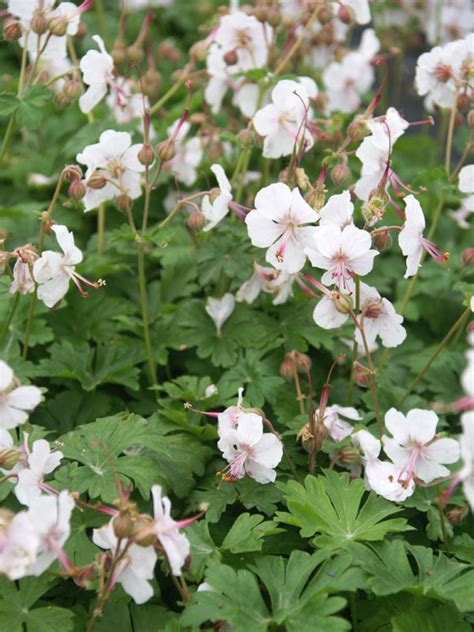 Geranium Biokovo | Bluestone Perennials