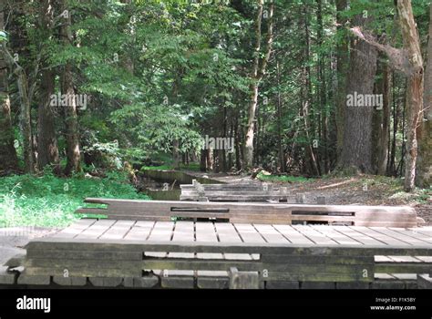 A Wooden Bridge Over A Small Mountain Stream With Forest Background