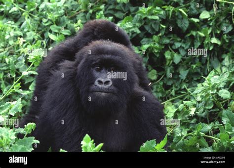 Gorilla gorilla beringei Stock Photo - Alamy