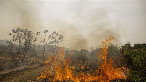 Focos de incêndios batem recorde no Pantanal e Cerrado