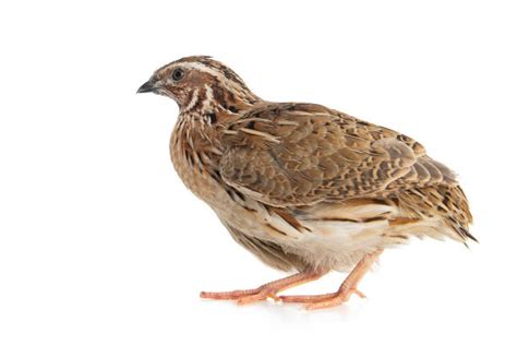 Quail Bird Stock Photos Pictures And Royalty Free Images Istock