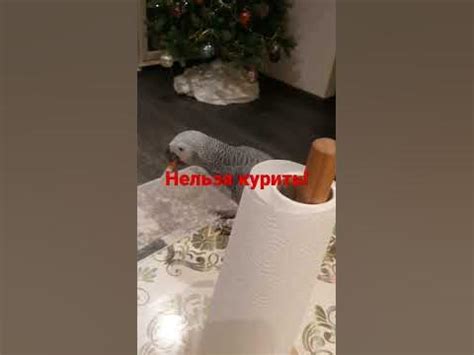 Жако Кирюша#попугай#говорящий попугай #shorts - YouTube