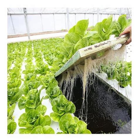 Aquaponics Systems Automatic at Rs 500/square meter | Hydroponic Systems in Bhopal | ID: 27448259248