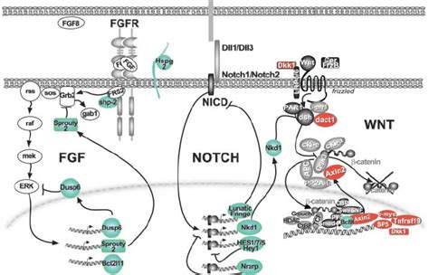 A Network Of Cyclic Genes Of The Notch Fgf And Wnt Pathways Underlies