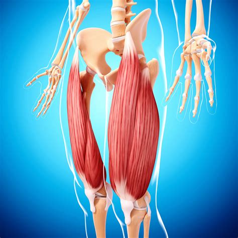 Abdominal Muscles Location and Function