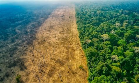 Premium Photo Striking Aerial View Of Deforestation Lush Forest