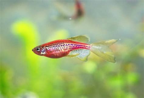 Pregnant Zebra Danio? What to Look For & What to Do (Guide)