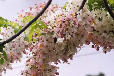 Balayong Tree: The Palawan cherry blossom - offroadingblog.com