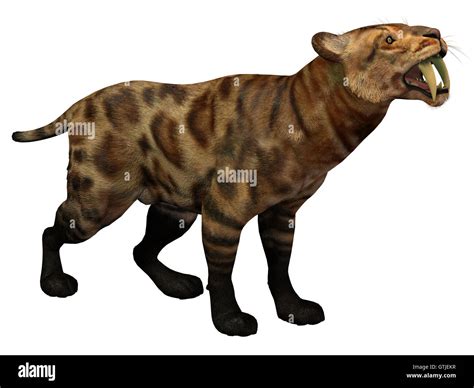 Sabre Toothed Tiger Smilodon Fotografías E Imágenes De Alta Resolución