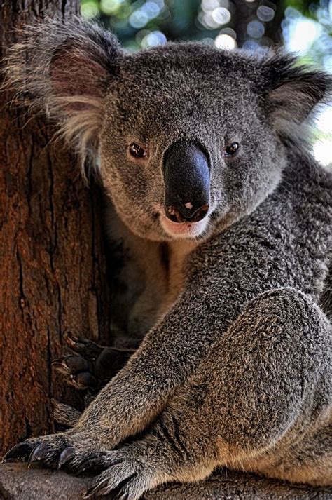 Animals In Australia Zoo