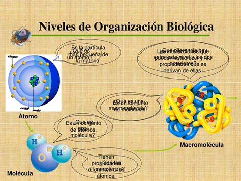 Ppt Niveles De OrganizaciÓn BiolÓgica Y BiomolÉculas InorgÁnicas Clase Nº 1 Powerpoint