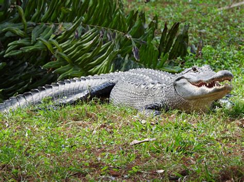 Gigantic 10 Foot Alligator Strolls Through Neighborhood In Viral Video Newsweek