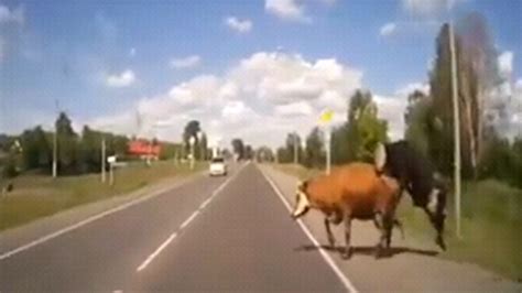 VIDEO Auto rammt Kühe beim Sex oe at