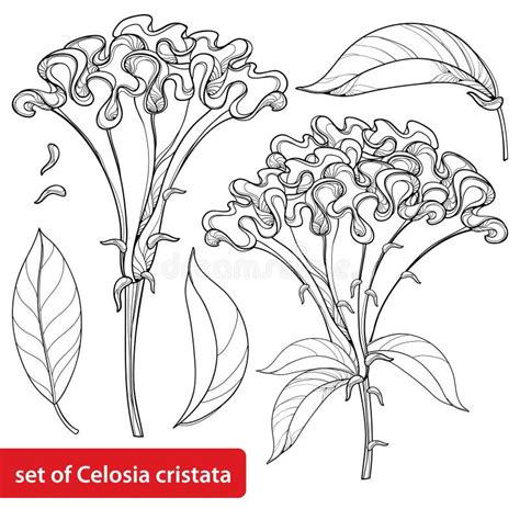 Vector Set With Outline Celosia Crisrtata Or Cockscomb Flower And