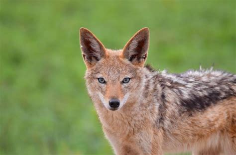 Do Jackal Dog Hybrids Exist The Interesting Answer Hepper