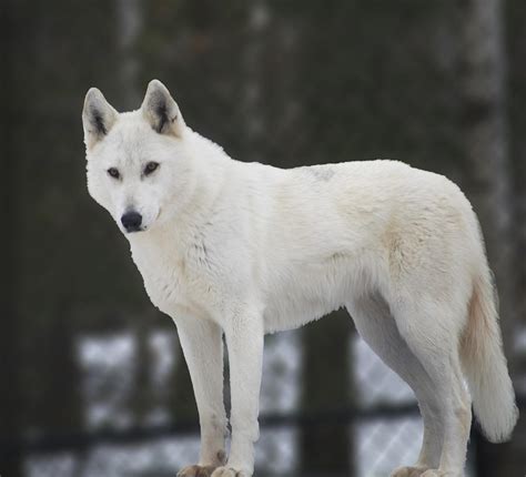 White Wolf Photograph by Elaine Mikkelstrup