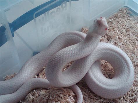 Albino Leuistic Texas Rat Snake Rpics