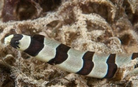 Banded Snake Eel - Eel - Myrichthys colubrinus | Tank Facts