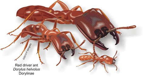 - Ants of Southern Africa -: Ant Catalog