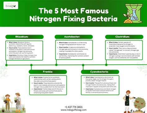 What Is the Role of Nitrogen-Fixation Bacteria? | by Isabella Brown | Jun, 2024 | Medium