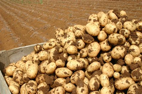 PVMI Working on Potato Varieties. – BE PROFY IN POTATOES NEWS