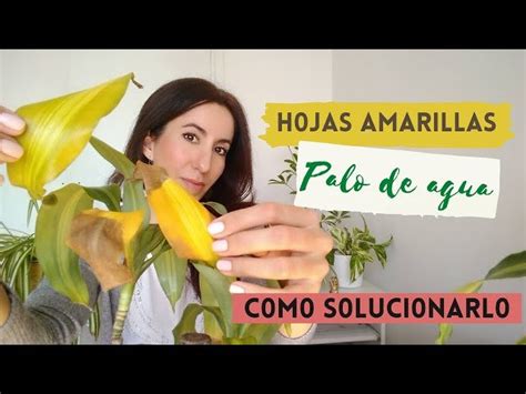 Por Qu Mi Tronco De Brasil Tiene Hojas Amarillas Y Marrones Factorydrip