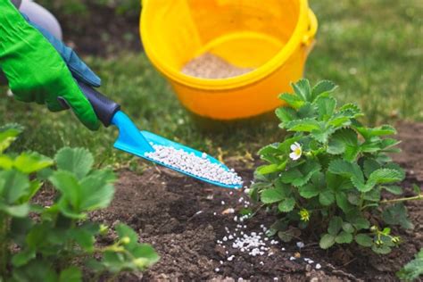 Comment Fertiliser Vos Plantes De Jardin