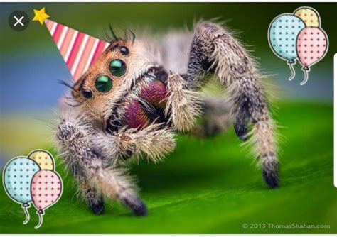 Spider Birthday Blank Template Imgflip