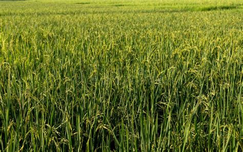 Cultura Do Arroz Na Vista De Close Up Do Campo Imagem De Stock Imagem