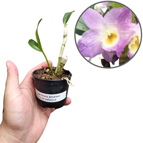 Dendrobium Nobile Como Cultivar E Cuidar Dessa Linda Orqu Dea